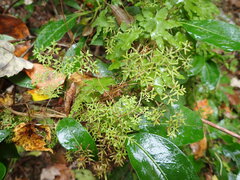 Lygodium palmatum