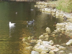 Fulica atra atra