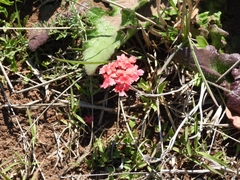 Glandularia peruviana