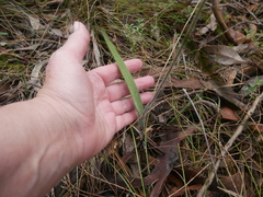 Caladenia leptochila