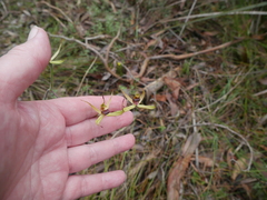 Caladenia leptochila