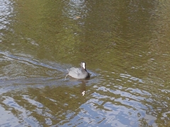 Fulica atra atra