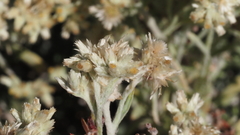 Pseudognaphalium canescens
