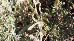 Pseudognaphalium canescens
