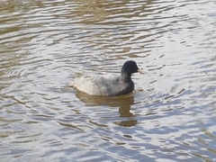Fulica atra atra