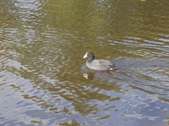Fulica atra atra