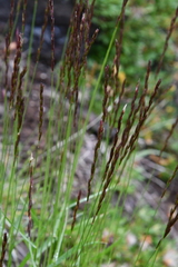 Elymus mutabilis