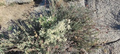 Pseudognaphalium canescens