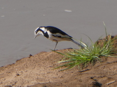 Motacilla aguimp