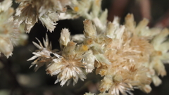 Pseudognaphalium canescens