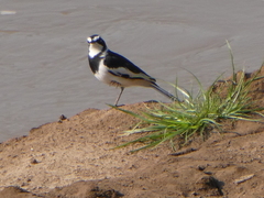 Motacilla aguimp