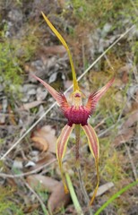 Caladenia pectinata