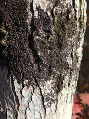 Frullania