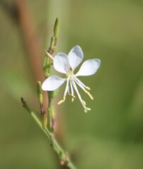 Oenothera filiformis
