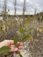 Salix myricoides