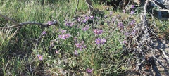 Solanum parishii