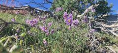 Solanum parishii