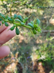 Acidocroton trichophyllus