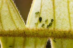 Brevicoryne brassicae
