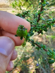 Acidocroton trichophyllus