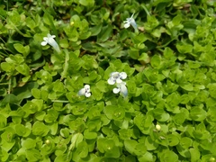 Lindernia rotundifolia