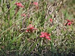Glandularia peruviana