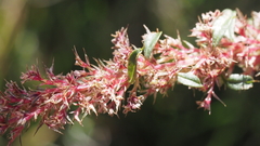 Amaranthus torreyi
