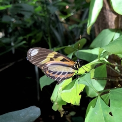 Heliconius ethilla narcaea