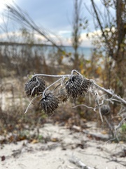 Cirsium pitcheri