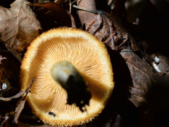 Lactarius mairei