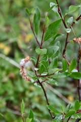Salix boganidensis