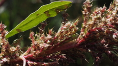 Amaranthus torreyi