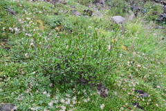 Salix boganidensis