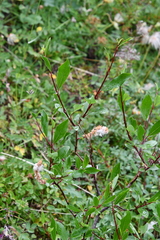 Salix boganidensis