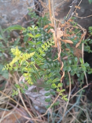 Zanthoxylum capense
