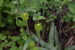 Fritillaria affinis