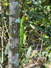 Anolis equestris
