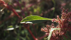 Amaranthus torreyi
