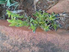 Dyschoriste setigera