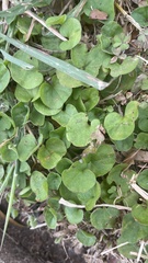 Dichondra carolinensis