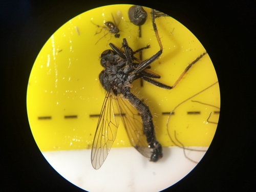 Common Awl Robber Fly, 9261 Eastermar, Netherlands, photo 6 of 10