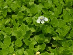 Lindernia rotundifolia