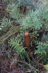 Banksia neoanglica