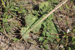 Opuntia macrorhiza
