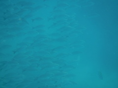 Haemulon maculicauda