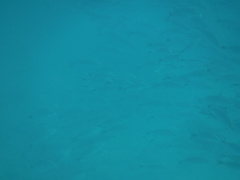 Haemulon maculicauda