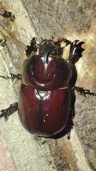 Phyllognathus excavatus