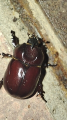 Phyllognathus excavatus