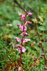 Pyrola asarifolia incarnata