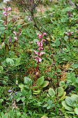 Pyrola asarifolia incarnata